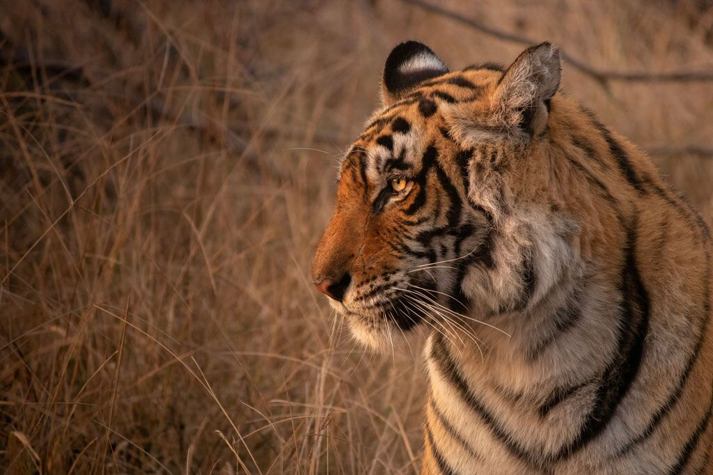 Exploring Rajasthan's wildlife